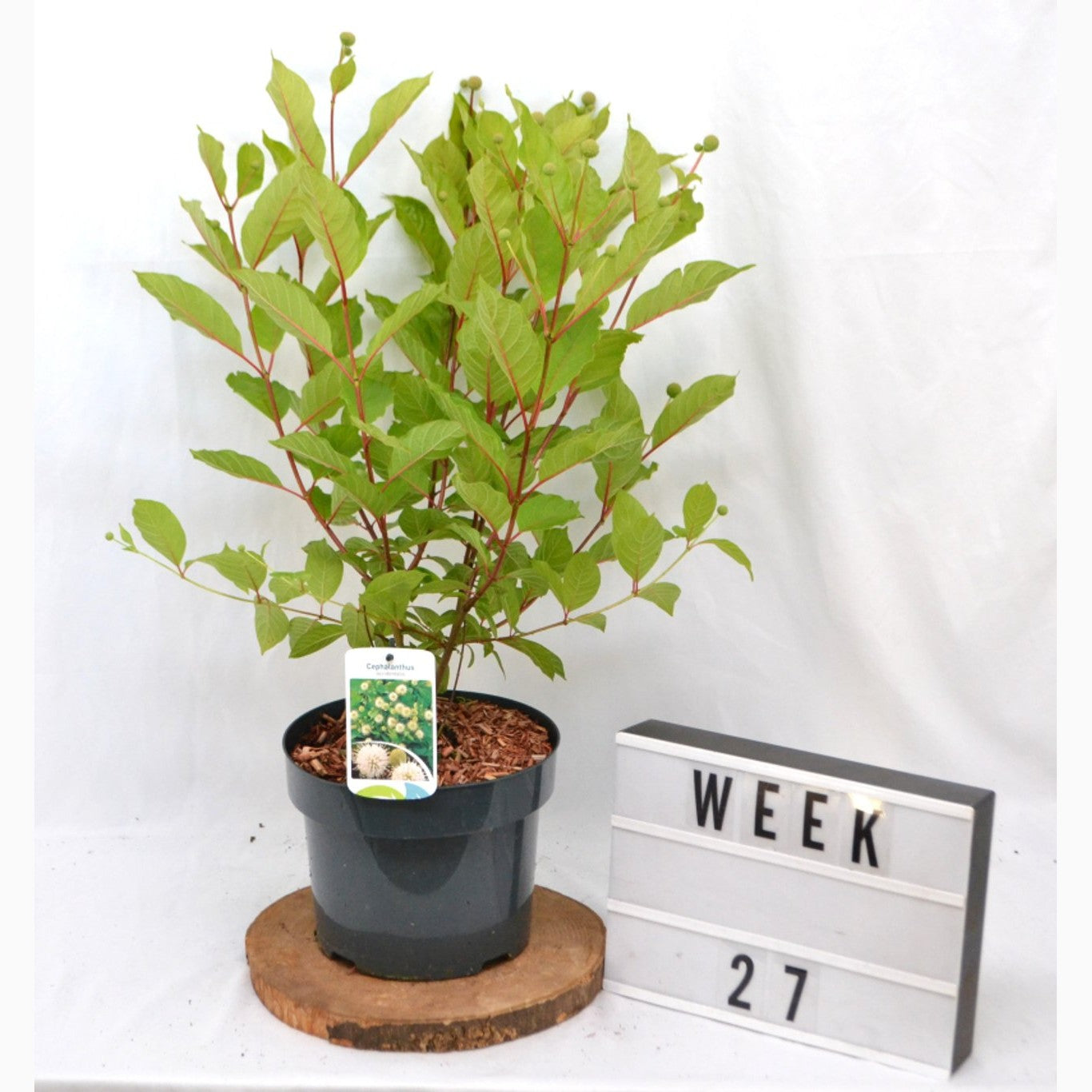 Knoppslinga – Cephalanthus occidentalis - C5 40-50 CM